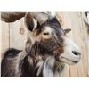 Image 4 : Hawaiian Feral Goat Shoulder Mount Taxidermy