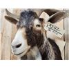 Image 5 : Hawaiian Feral Goat Shoulder Mount Taxidermy
