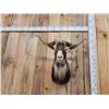 Image 6 : Hawaiian Feral Goat Shoulder Mount Taxidermy