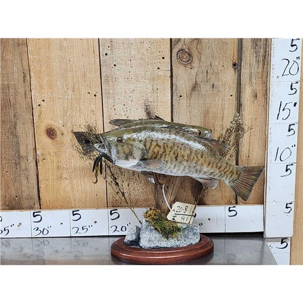 16" & 18" Smallmouth Bass Real Skin Fish Taxidermy