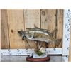 Image 1 : 16" & 18" Smallmouth Bass Real Skin Fish Taxidermy