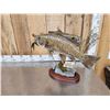 Image 6 : 16" & 18" Smallmouth Bass Real Skin Fish Taxidermy