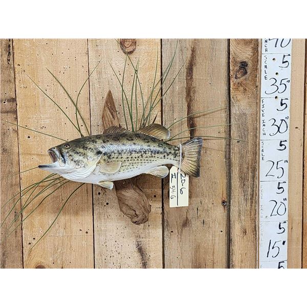 18" Largemouth Bass Real Skin Fish Taxidermy