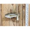 Image 1 : 18" Largemouth Bass Real Skin Fish Taxidermy