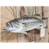 Image 2 : 18" Largemouth Bass Real Skin Fish Taxidermy