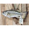 Image 3 : 18" Largemouth Bass Real Skin Fish Taxidermy
