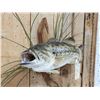 Image 4 : 18" Largemouth Bass Real Skin Fish Taxidermy