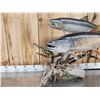 Image 2 : 2 Lake Trout Real Skin Fish Taxidermy