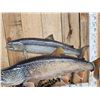 Image 3 : 2 Lake Trout Real Skin Fish Taxidermy