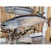 Image 4 : 2 Lake Trout Real Skin Fish Taxidermy