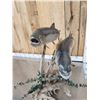 Image 8 : 2 Lake Trout Real Skin Fish Taxidermy