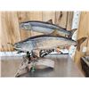 Image 9 : 2 Lake Trout Real Skin Fish Taxidermy