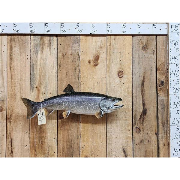 31" Lake Trout Real Skin Fish Taxidermy