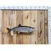 Image 1 : 31" Lake Trout Real Skin Fish Taxidermy