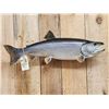 Image 2 : 31" Lake Trout Real Skin Fish Taxidermy
