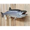 Image 3 : 31" Lake Trout Real Skin Fish Taxidermy