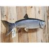 Image 4 : 31" Lake Trout Real Skin Fish Taxidermy