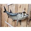 Image 2 : 66" Tarpon Reproduction Fish Taxidermy