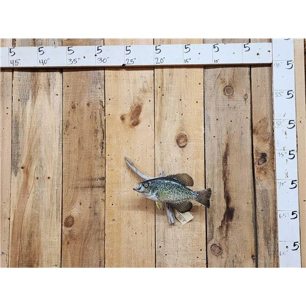 12" Crappie Real Skin Fish Taxidermy