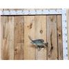 Image 1 : 12" Crappie Real Skin Fish Taxidermy