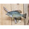 Image 2 : 12" Crappie Real Skin Fish Taxidermy