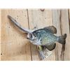 Image 3 : 12" Crappie Real Skin Fish Taxidermy