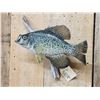 Image 4 : 12" Crappie Real Skin Fish Taxidermy