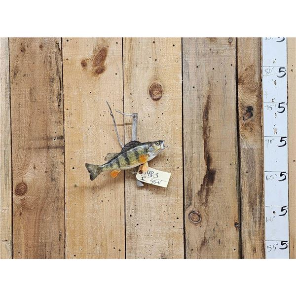 12" Perch Real Skin Fish Taxidermy