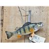 Image 2 : 12" Perch Real Skin Fish Taxidermy