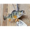 Image 3 : 12" Perch Real Skin Fish Taxidermy