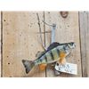 Image 4 : 12" Perch Real Skin Fish Taxidermy