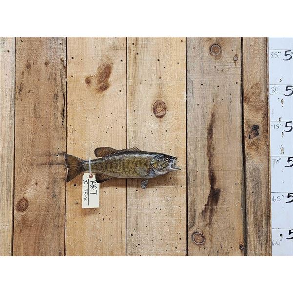 16" Smallmouth Bass Real Skin Fish Taxidermy