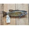 Image 2 : 16" Smallmouth Bass Real Skin Fish Taxidermy