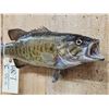 Image 3 : 16" Smallmouth Bass Real Skin Fish Taxidermy