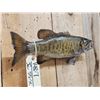 Image 4 : 16" Smallmouth Bass Real Skin Fish Taxidermy