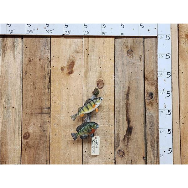 Perch & Bluegill Real Skin Fish Taxidermy