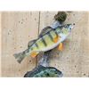 Image 2 : Perch & Bluegill Real Skin Fish Taxidermy