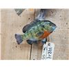 Image 3 : Perch & Bluegill Real Skin Fish Taxidermy