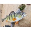 Image 4 : Perch & Bluegill Real Skin Fish Taxidermy