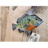 Image 5 : Perch & Bluegill Real Skin Fish Taxidermy