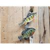 Image 6 : Perch & Bluegill Real Skin Fish Taxidermy