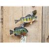 Image 7 : Perch & Bluegill Real Skin Fish Taxidermy