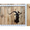 Image 1 : Black Catalina Goat Shoulder Mount Taxidermy