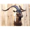 Image 2 : Black Catalina Goat Shoulder Mount Taxidermy