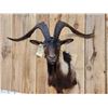 Image 3 : Black Catalina Goat Shoulder Mount Taxidermy