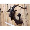 Image 4 : Black Catalina Goat Shoulder Mount Taxidermy