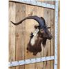 Image 5 : Black Catalina Goat Shoulder Mount Taxidermy
