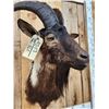 Image 6 : Black Catalina Goat Shoulder Mount Taxidermy