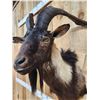 Image 7 : Black Catalina Goat Shoulder Mount Taxidermy