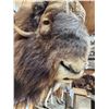 Image 10 : MONSTER Musk Ox Shoulder Mount Taxidermy